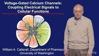 William Catterall (U. Washington) Part 3: Voltage-gated Calcium Channels