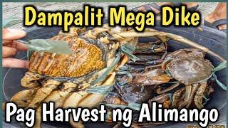 HARVEST NG ALIMANGO (PAG PANDAW)#food #fishport#philippinemarket#bulungan#malabon#ofw