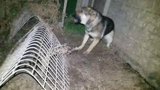 Dog vs Raccoon, Fight at Night