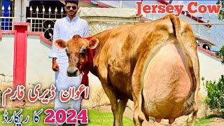 Jersey Cow No.1 In Pakistan | 50 litter milking Record | Jersey Cows For sale | Jani Best