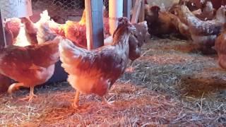 ISA Brown Laying Hens