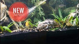 Bichir's Get A New Setup