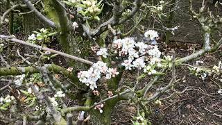 Grafting pollinator to improve cropping - pear tree