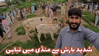 Price update of animals from the animal market of AJK 29 August 2024 #animals