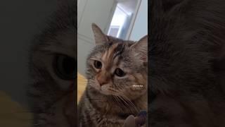 Приколы с котами #кот #котик #приколы #кошка #кошки #котики #cat #cute #милота