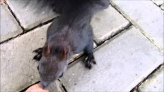 The ultimate cute squirrel video
