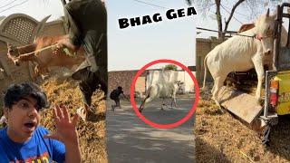 Unloading Time Qurbani Ka Janwar Bhag Gea  Mamu Gir para