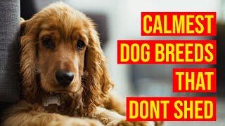 Top 10 Calmest Dog Breeds That Don't Shed Or Smell Much