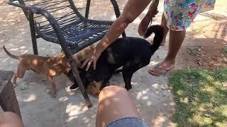 Cão Mordeu Mulher e Como Separar Brigas De Cães cachorros: Cão Rua Morde Mulher #Cientistaanalfabeto