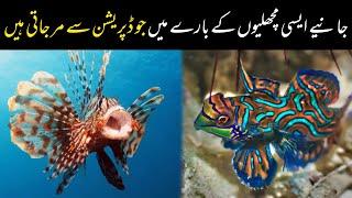 Aquarium Fish Market in Karachi 2023 | Aquarium Fish Wholesale Market in Karachi