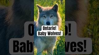 NEW! Baby Wolves in Ontario sleepover experience! #shorts #wolf