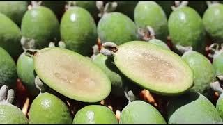 Health Benefits of Feijoa – Pineapple Guava