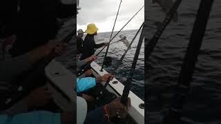 MZ FISHING CHARTERS DURBAN - Mid Deep Catches