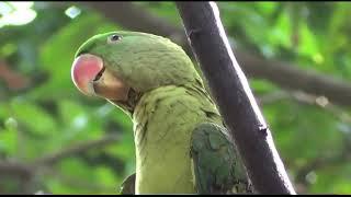 Raw Parrot Whistling and talking training 1