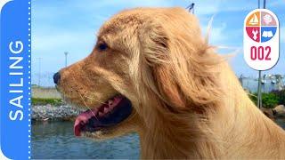 02| Google, the Sailor dog ! Our Golden Retriever - Sailing Around the World