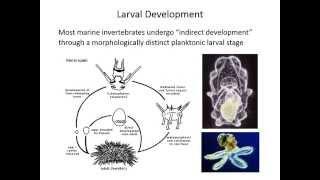 Biogeography