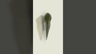 How Tadpole develops into an Adult Frog#shorts #ytshorts #shortsvideo #science #frog #tadpole