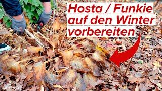 Was tun mit Funkien (Hosta) im Herbst / Winter?