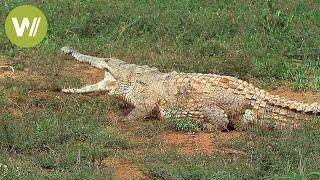Orinoko-Krokodil: Das größte Raubtier Südamerikas