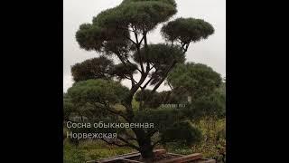 Сосна обыкновенная Норвежская