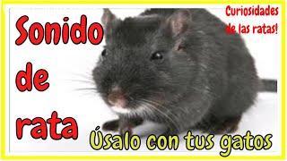 rat sound Mouse noise Attract your cat