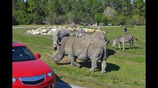 Lion Country Safari - Florida's Largest Drive-through Safari Park