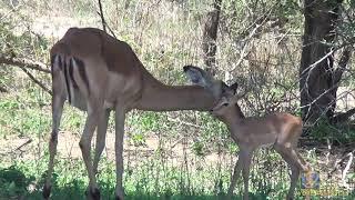 Mama Impala with new born baby!