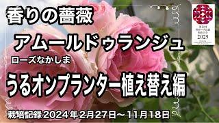 バラの植え替え編　うるオンプランターに地植えで育たなかったアムールドゥランジュちゃんを今年の２月に植え替えました。秋までの成長記録です。