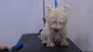 YOU GONNA LOVE THIS WESTIE TRANSFORMAITON. ️ DOG GROOMING