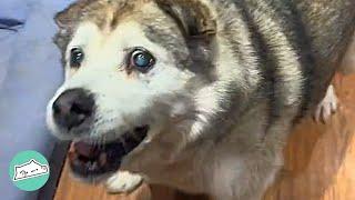 Man Promised Husky The Best Life. Now Dog Won’t Stop Dancing | Cuddle Dogs