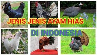 Jenis - Jenis Ayam Hias/ Populer di Indonesia