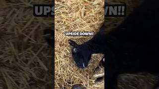 MAMA NEEDS HELP!!! …she’s UPSIDE DOWN! #sheep #farming #emergency