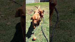 Bouncy Ball with Red Labs #labrador #doglife #pets #bouncyball #redlabs