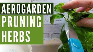 How to Prune Gourmet Herbs | AeroGarden Review Series Episode 5