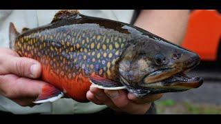 Coaster Brook Trout -  Research & Restoration by Red Cliff Band of Lake Superior Chippewa 2021