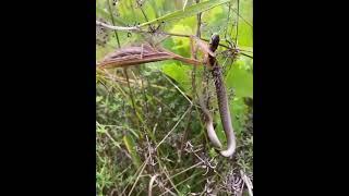 Mantis eat a snake?  Really interesting