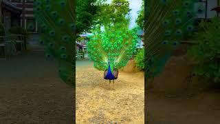 Beautiful Peacock Dances | அழகிய மயில் நடனம்