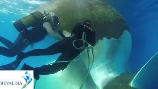 In water propeller cleaning and polishing BEVALDIA Diving Services & Dry Ship Repairs