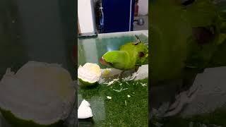 Parrot taste mosambi, sweet lamoon, sweet lime, mojo parrot taste,