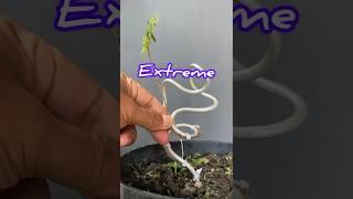 Making Extreme Twisting Bonsai Trees