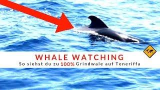 WHALE WATCHING  So siehst du zu 100% Grindwale und Delfine auf TENERIFFA  | unaufschiebbar.de