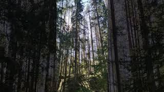 Звуки весеннего леса #карелия  #дача #лес #природа #пениептиц #релакс