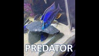 Adding LARGE Predator Hap to Mixed African Cichlid Tank