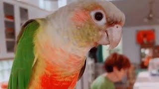 Cancer patient rescued this parrot. And they immediately became soulmates.