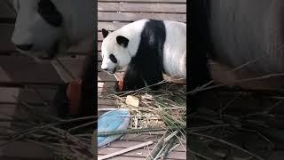 大熊猫淘淘的吃姿的吃姿，有点不敢恭维！ #panda #大熊貓