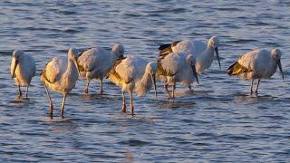 Domestically extinct birds, found in a flock...! Never seen this before, the biggest flock of storks