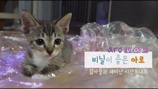 아로가 비닐을 이렇게 좋아하는지 몰랐네!!! 초보집사들과 신나는 시간보내기!!!ㅋㅋㅋ #고양이 #고양이브이로그 #고양이입양 #고양이일상 #고양이놀이 #아기고양이 #유기묘입양