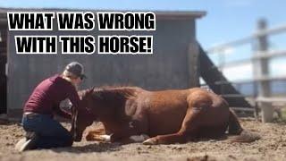 This HORSE was sold 4 times in a year!  Can he be fixed?