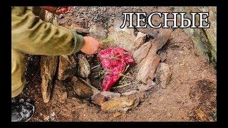 Дикая кухня - ЗАПЕЧЕННОЕ МЯСО В КАМЕННОЙ ЯМЕ | BUSHCRAFT COOKING IN STEAM PIT