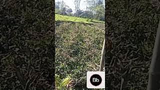 organic tea garden NORTH EAST, ARUNACHAL PRADESH,india @GAURAV ZONE